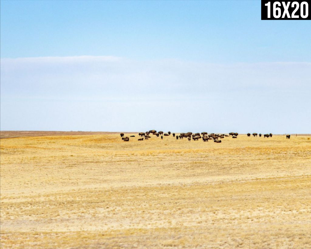 Panorama Point Bison