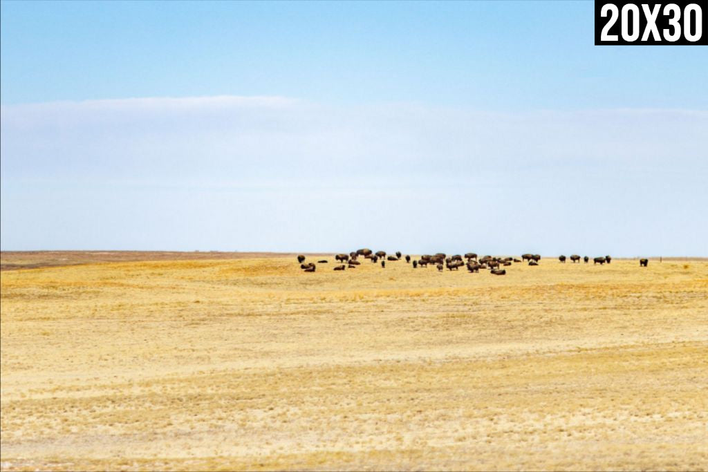 Panorama Point Bison