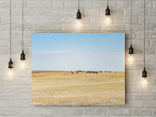Panorama Point Bison