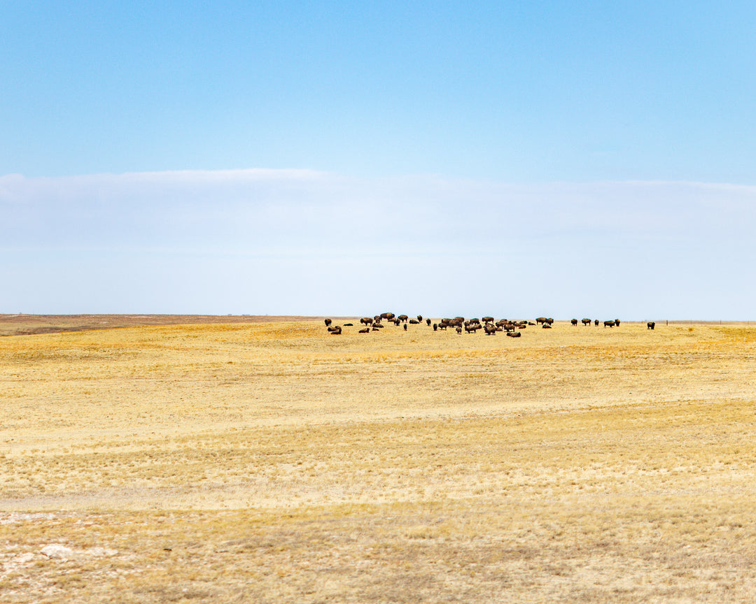 Panorama Point Bison