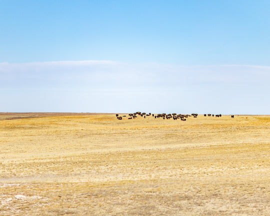 Panorama Point Bison
