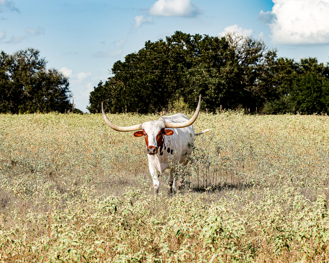Steer's Looking At You