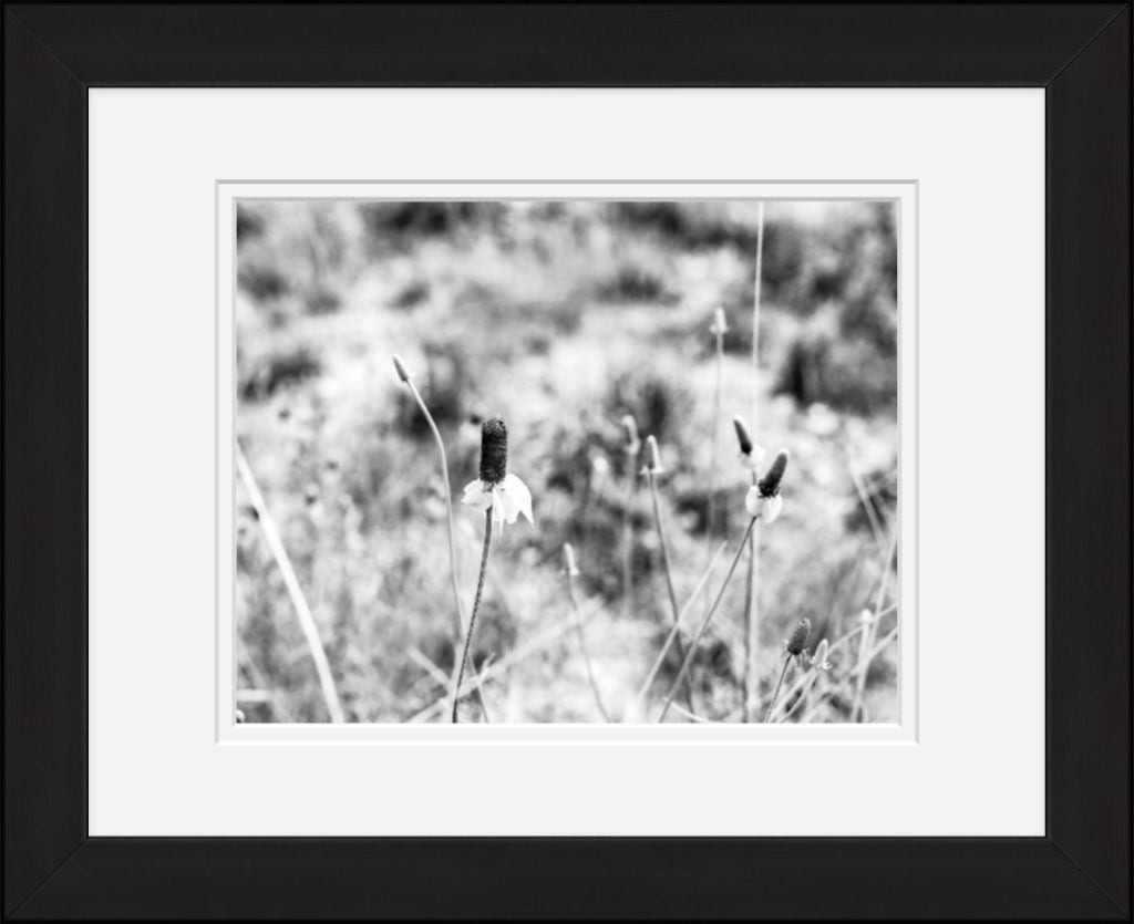 Old Sad Songs Photography - Mexican Hat Flowers in Classic Black Frame