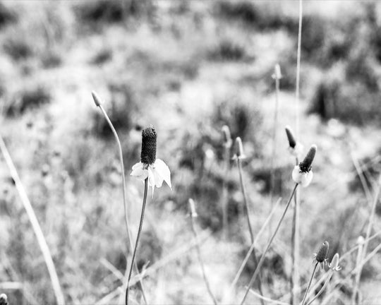 Old Sad Songs Photography - Mexican Hat Flowers