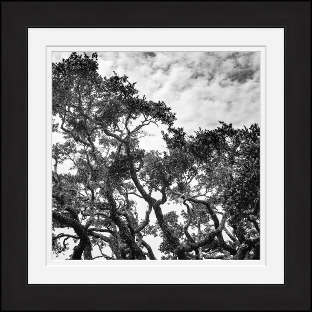 Old Sad Songs - Goose Island Oak - Classic Black Frame