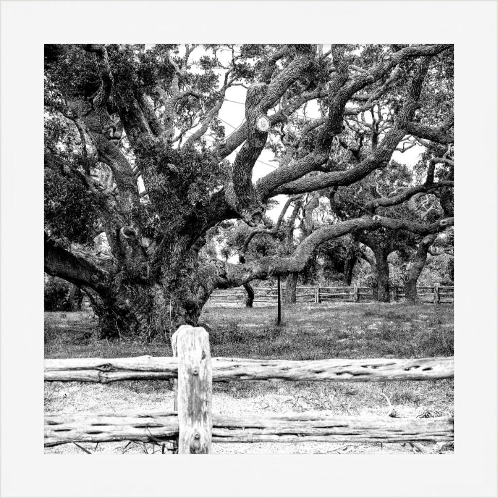 Old Sad Songs - Big Tree - Contemporary White Frame
