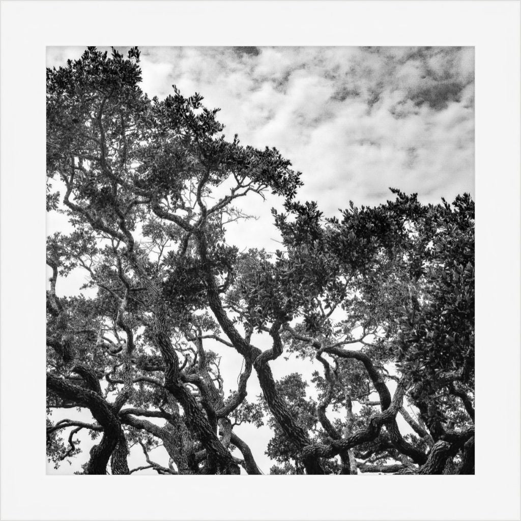 Old Sad Songs - Goose Island Oak - Contemporary White Frame
