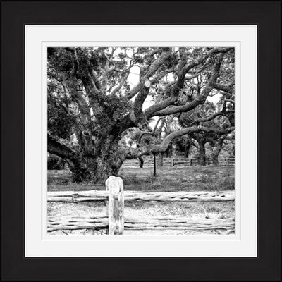 Old Sad Songs - Big Tree - Classic Black Frame